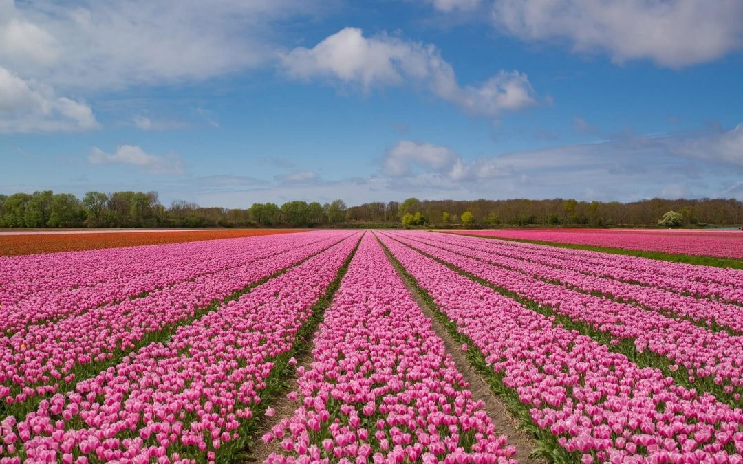Holandia jako lider w produkcji kwiatów – zdobądź zatrudnienie za granicą!